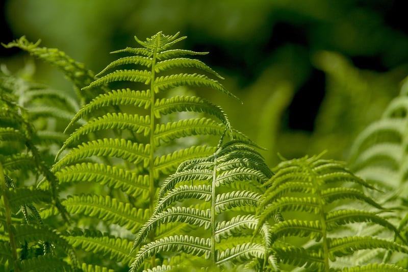 Wall-Mounted Plants