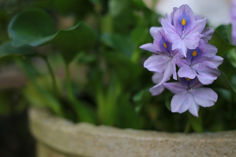 Wall-Mounted Plant Pots